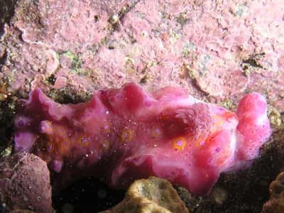 Blind Shark Reef Nudibranch