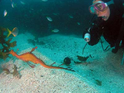 Blind Shark Reef Sea Dragon