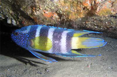 Blue devilfish at Middle Ground