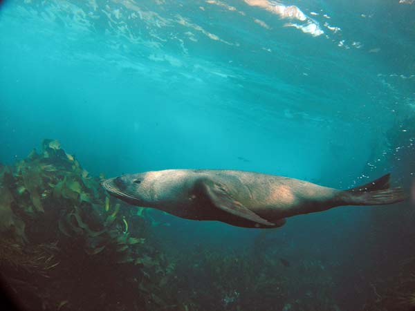 Cape Hauy Seals