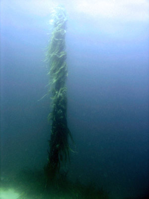 Eddystone Kelp