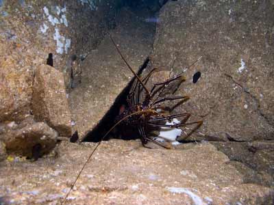Fishrock Deep GNS