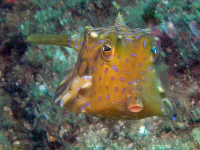 Julian Rocks Turretfish