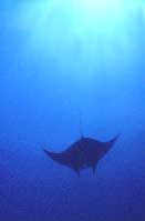 One of seven manta rays seen at this site