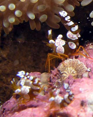 A closeup of dancing shrimp