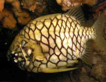 A pineapplefish at Shiprock