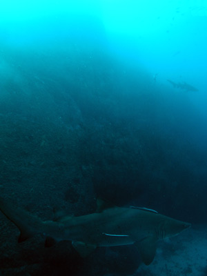 A grey nurse shark at the Pinnacle