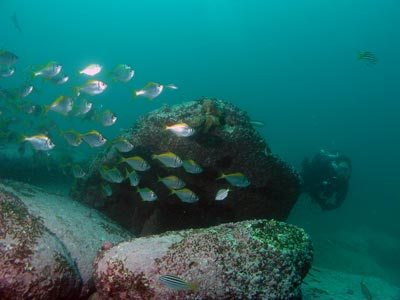 Six Fathom Reef pomfrets
