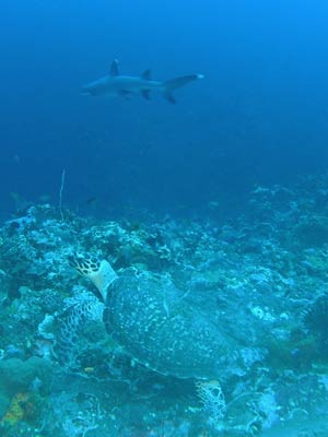 Turtle and shark