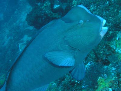 Humpheaded parrotfish