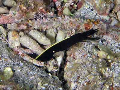 Juvenile blue ribbon eel