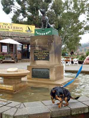 Dog Sits on the Tuckerbox