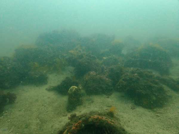 Sea dragon at this site