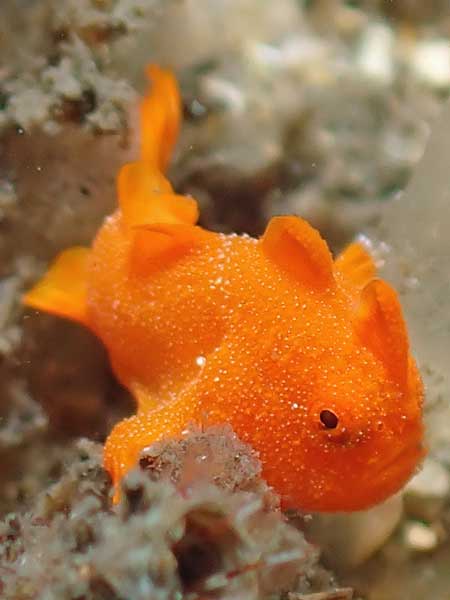 Red Indianfish