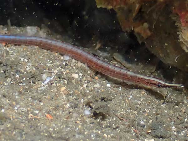 Sawtooth pipefish