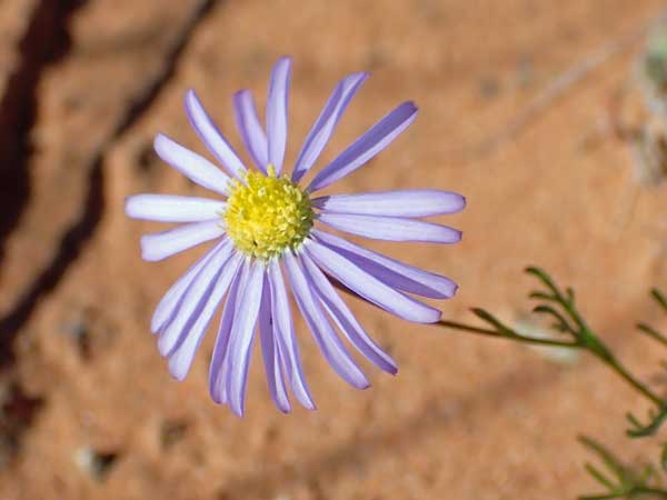 Simpson Desert