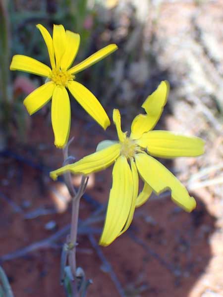 Simpson Desert