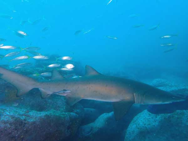 grey nurse shark
