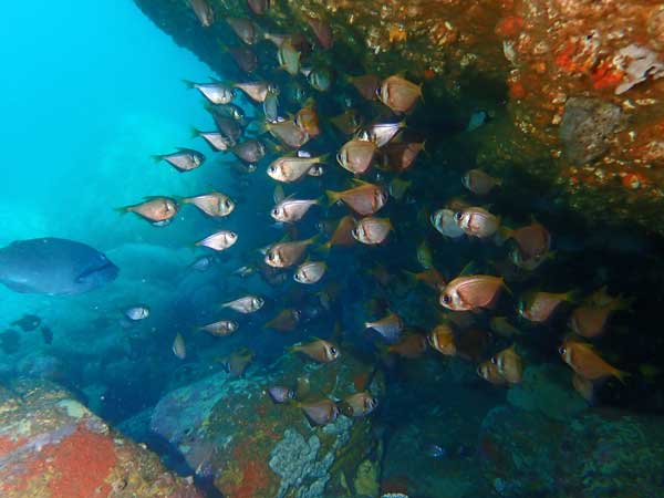 Marys Reef