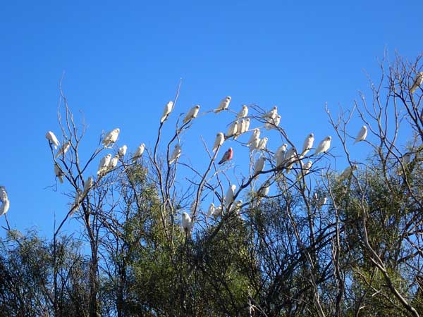 Simpson Desert