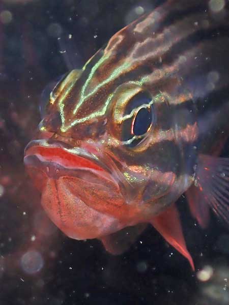 A pineapplefish at Shiprock
