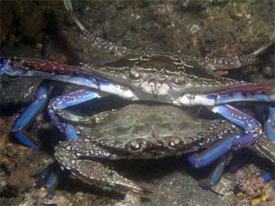 Blue swimmers mating