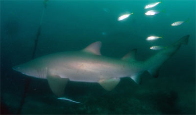 Fish Rock grey nurse shark