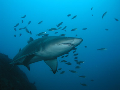 Grey Nurse Shark - Fish Rock