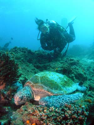 Julian Rocks Turtle