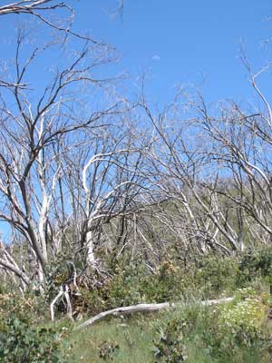 Trees near Mt Pinnibar