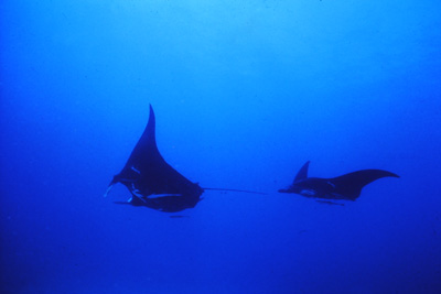 Two of seven manta rays seen at this site