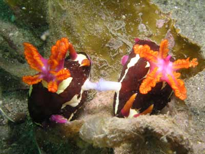 Mating nudibranchs