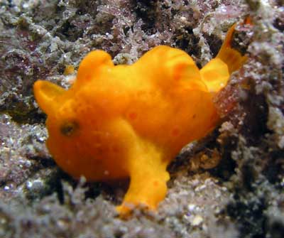 Orange anglerfish