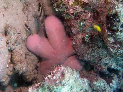Fat pink starfish