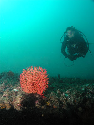 Six Fathom Reef Gorgonia