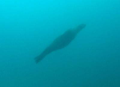 A seal near the prop