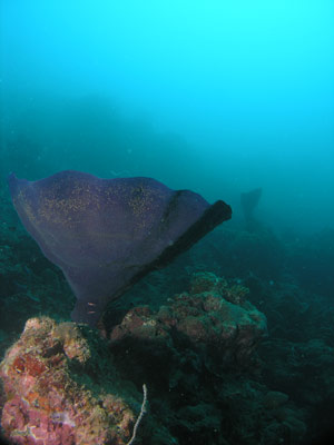 Vanita Reef