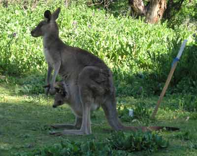 Kangaroo at Warrumbungle NP