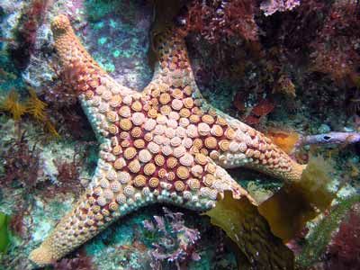 Waubs Bay Starfish