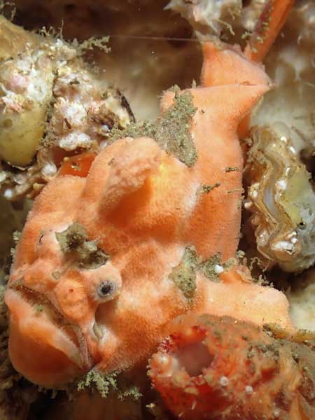 Bare Island Anglerfish