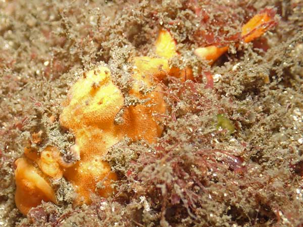 Bare Island Anglerfish