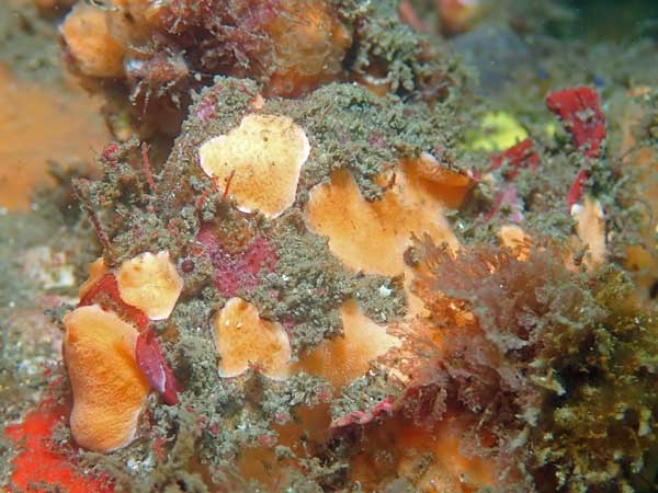 Bare Island Anglerfish