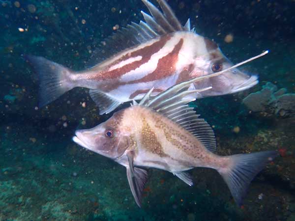 Glandular chromoodoris